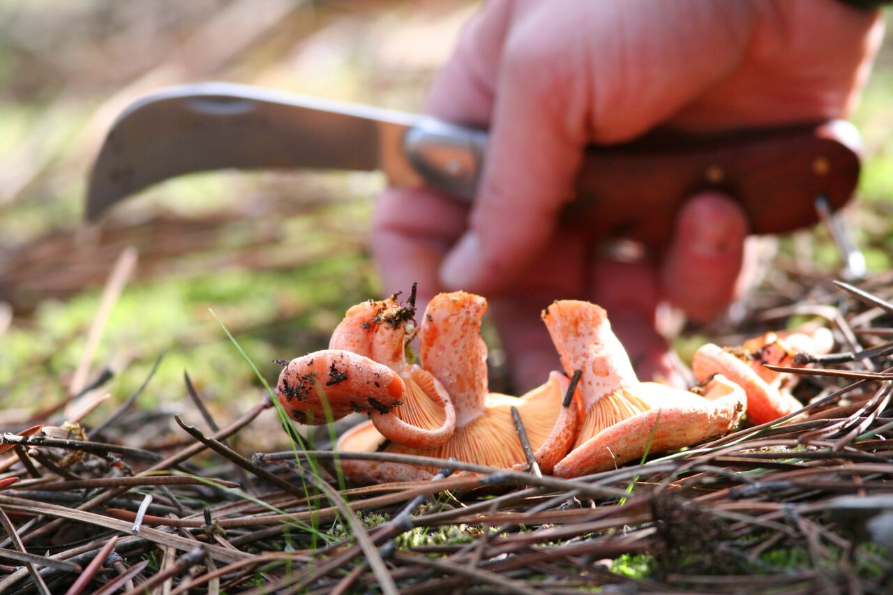 Nærbilde av en hånd som plukker sopp
