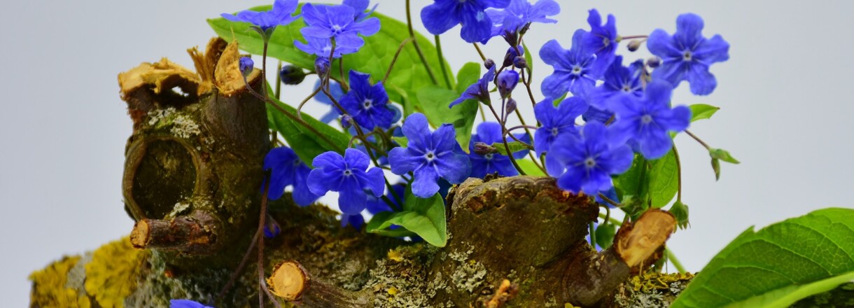 Foto av blå blomster